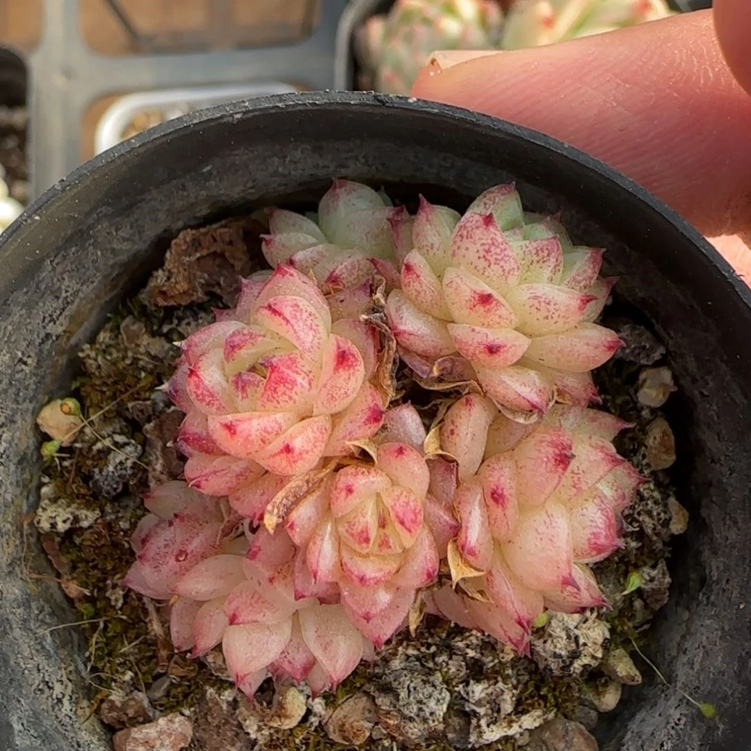 一物一拍麦秆群14089