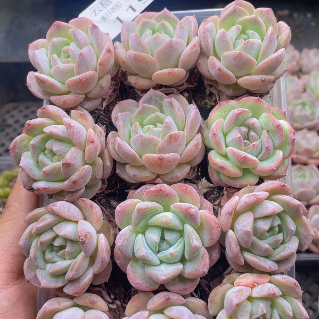 云糖心多肉植物119