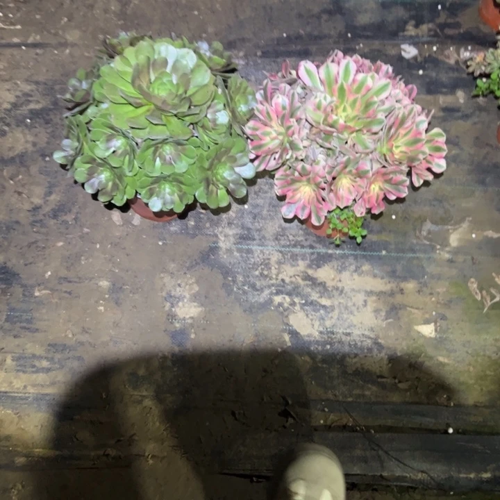 不包侧枝一物一拍46