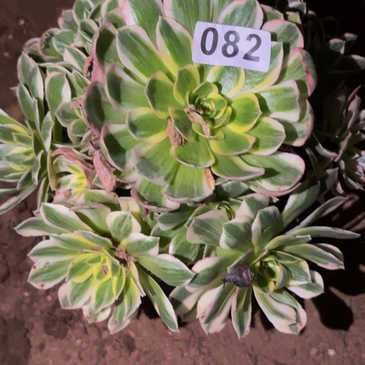 082海仙多肉植物不售后