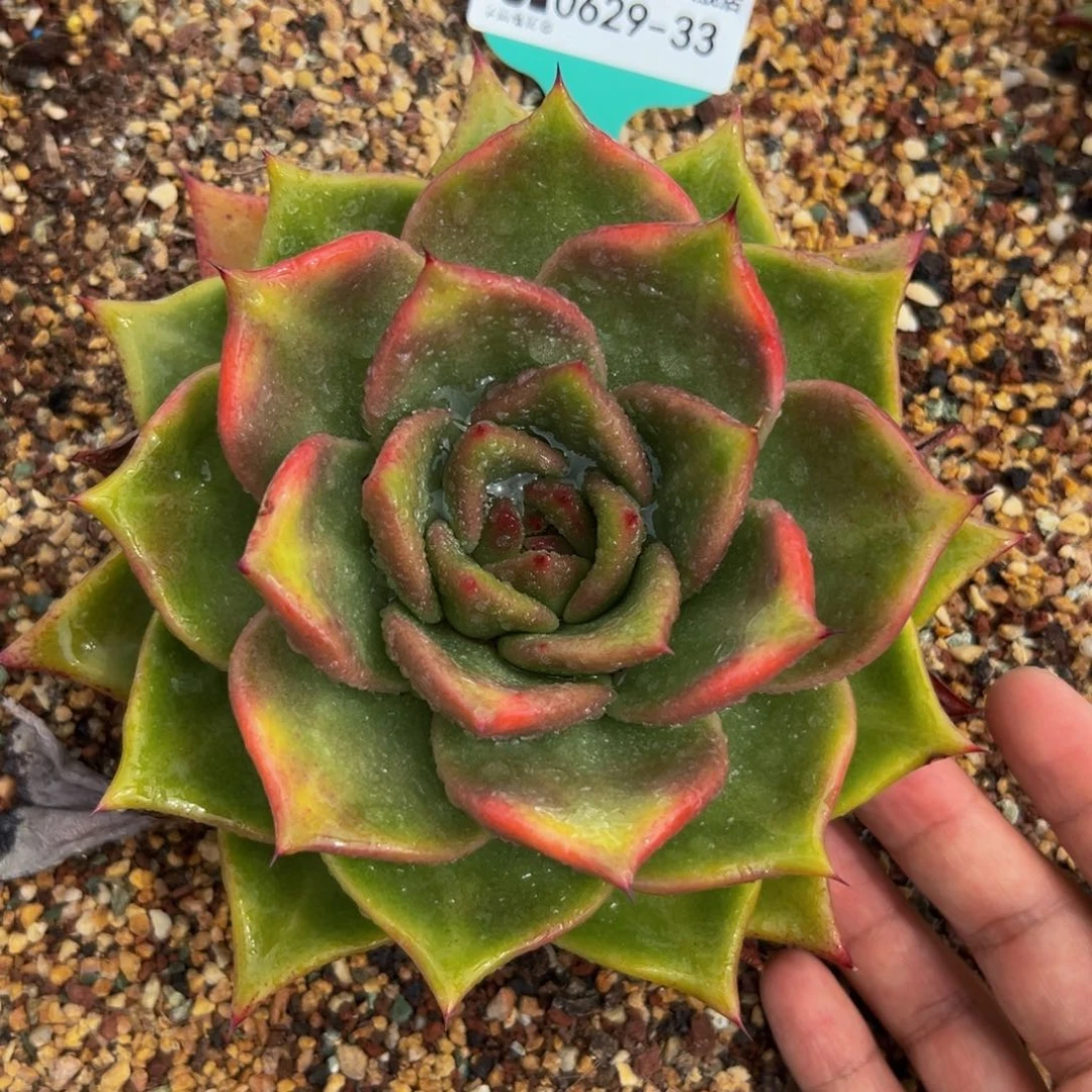 多肉一物一拍0629-33