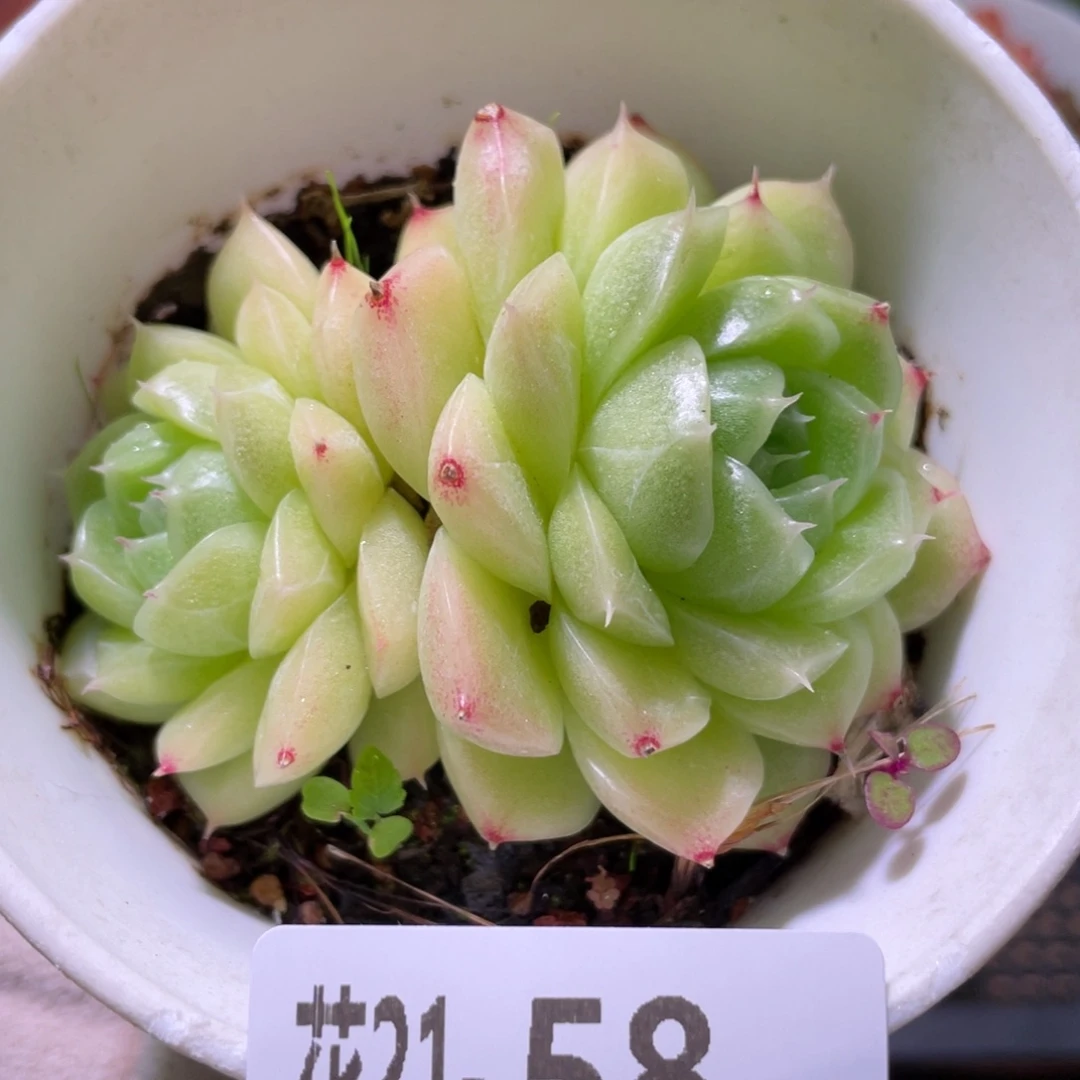 花利美21-58麦秆双头