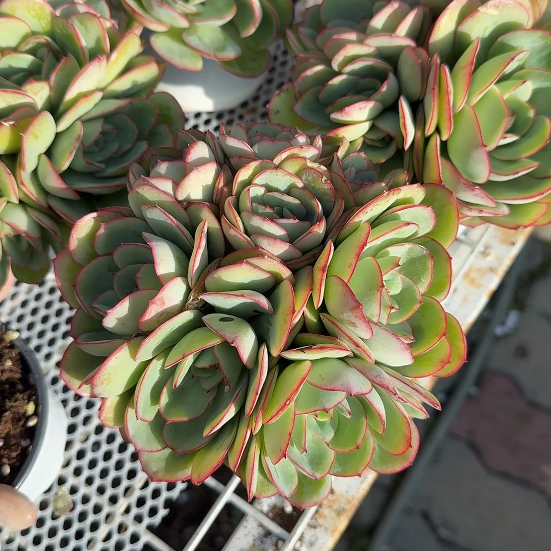 牡丹亭多肉植物净切