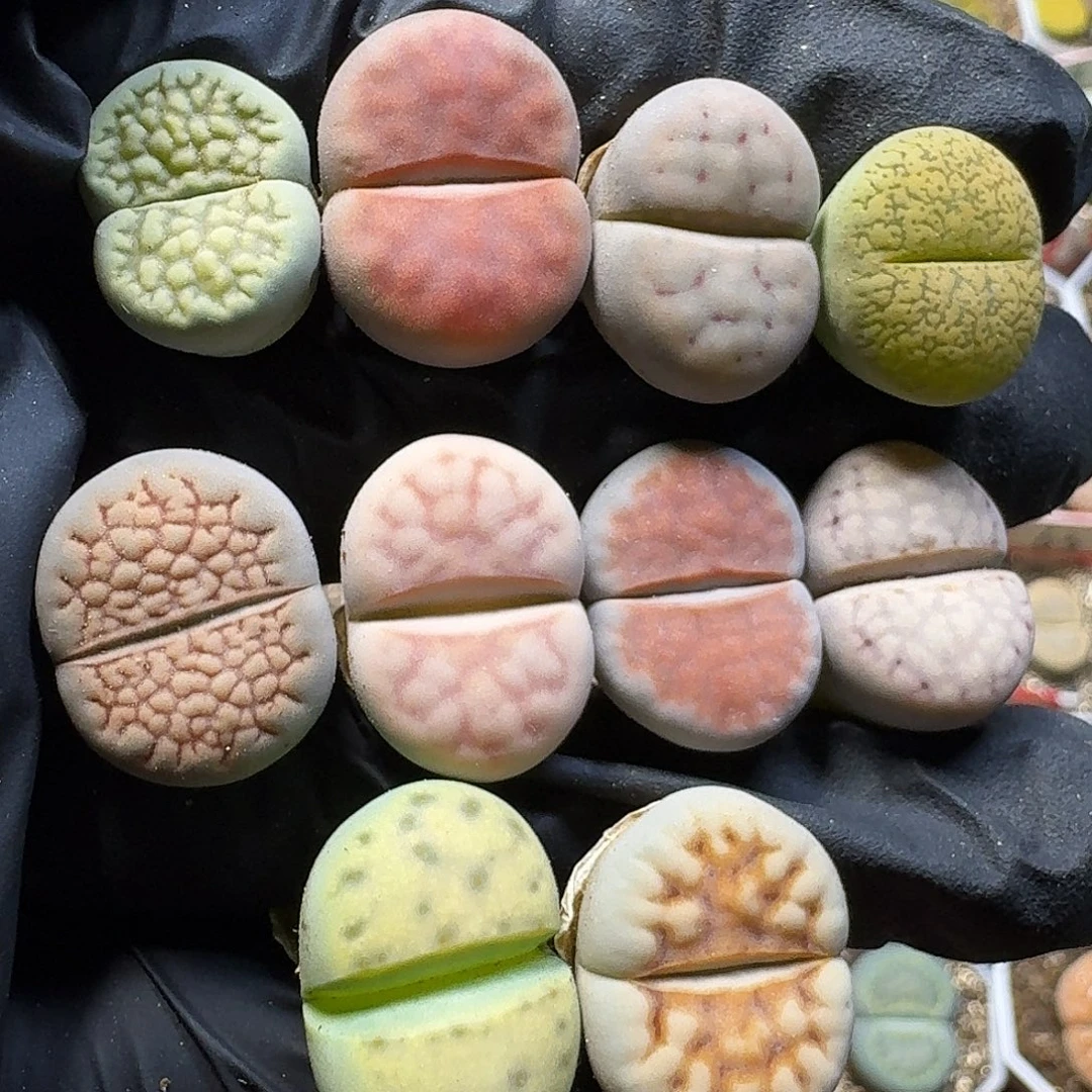 生石花22://。  90