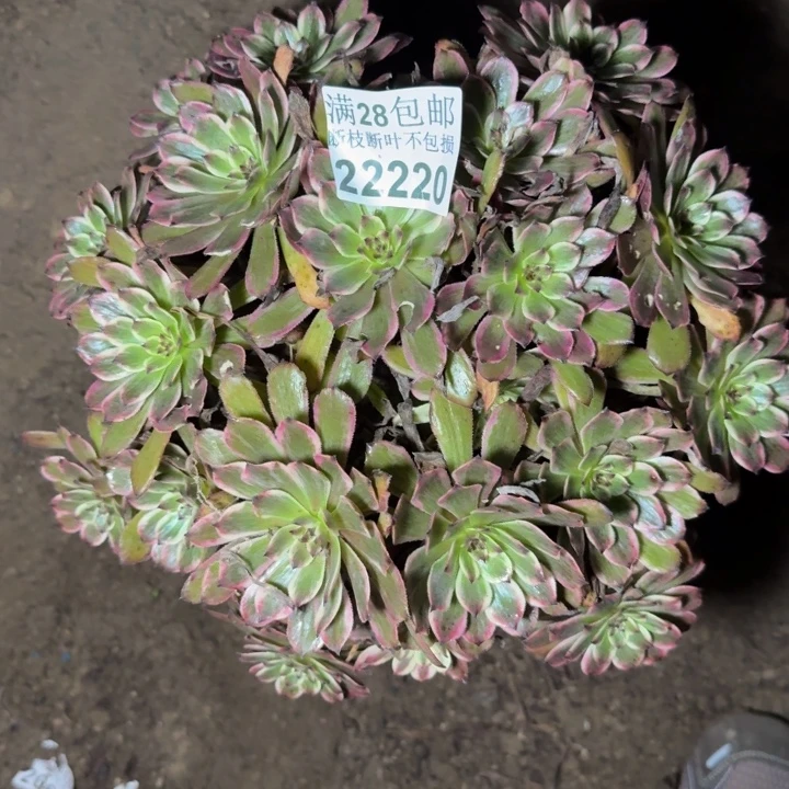 22220紫霞多肉植物