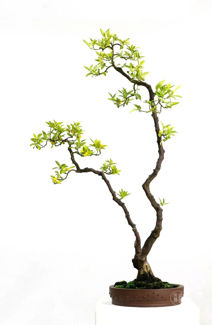 铁马鞭（小黑刺）直播专用