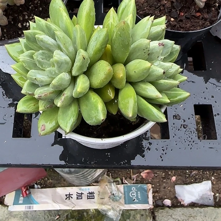 J***4青蛙王子儿童牙膏套装11