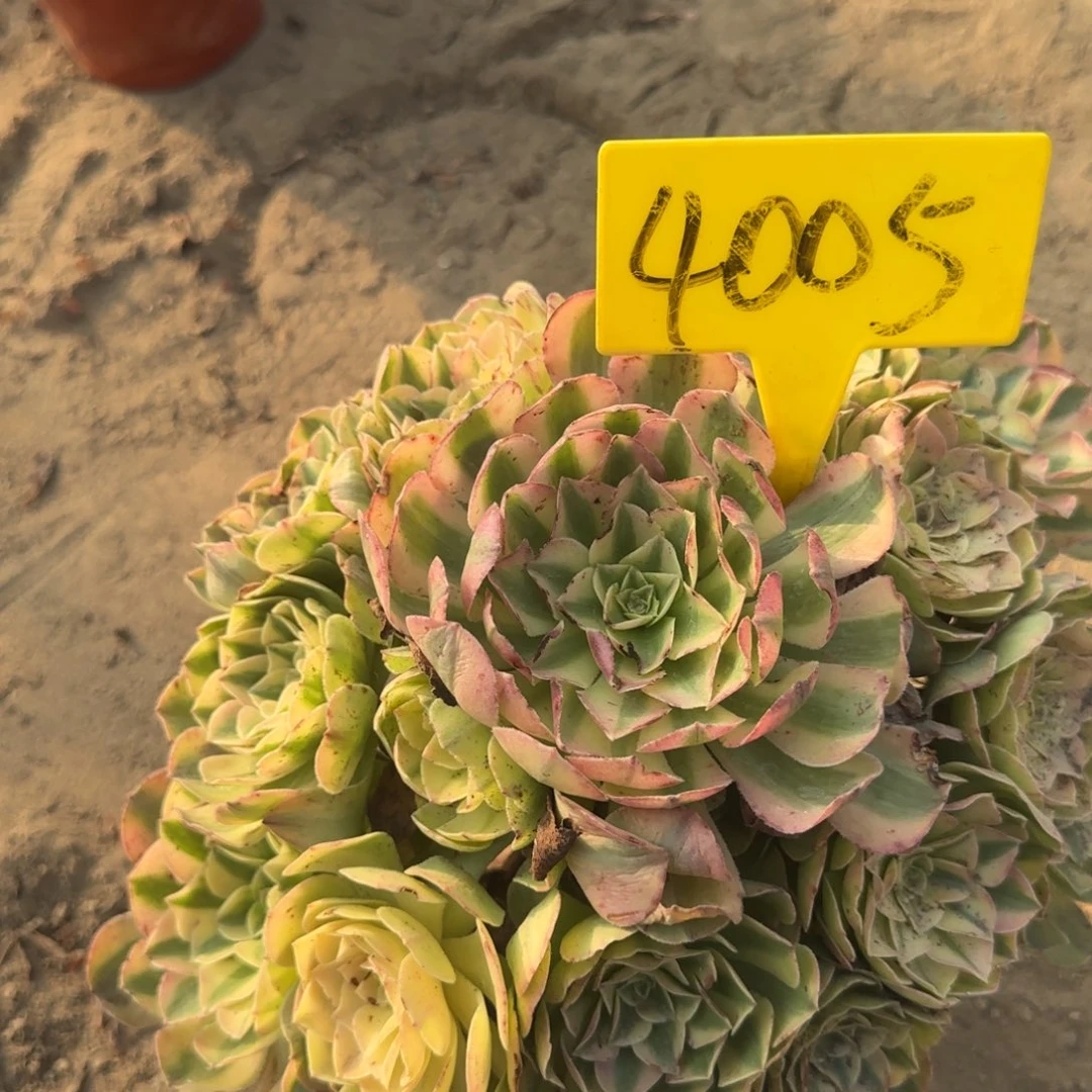 4005--+雨荷多头多肉