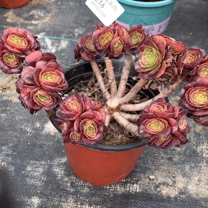 216黑萝莉多肉特价不售后