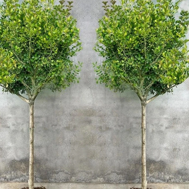 独杆黄杨树苗别墅庭院大型盆景耐寒四季常青易成活小叶瓜子黄杨苗