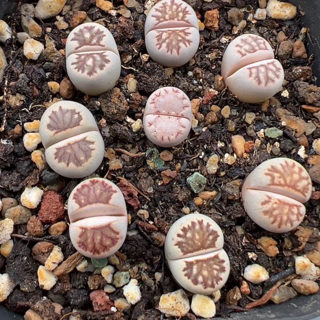 10.25好看的多肉脱土发货605