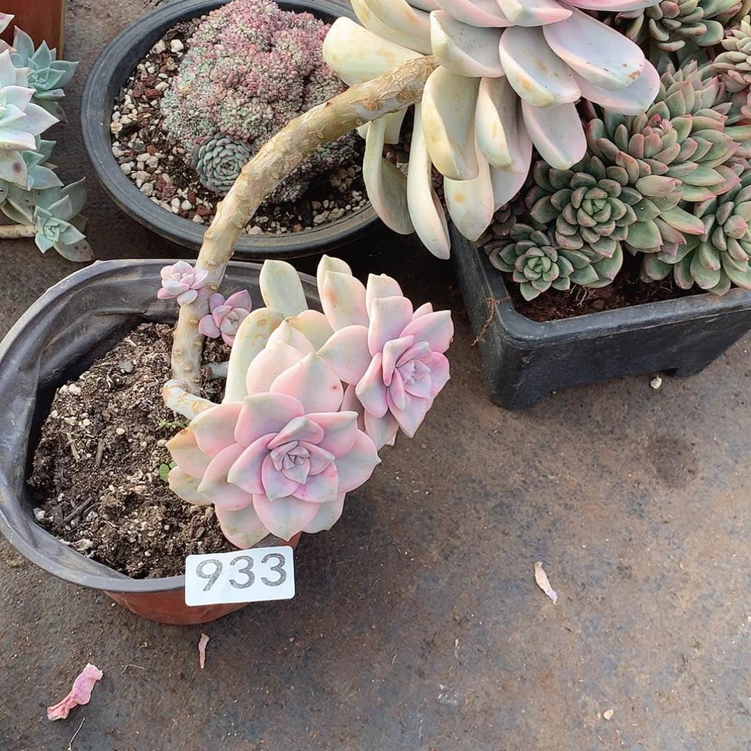 933紫乐锦一物一拍多肉