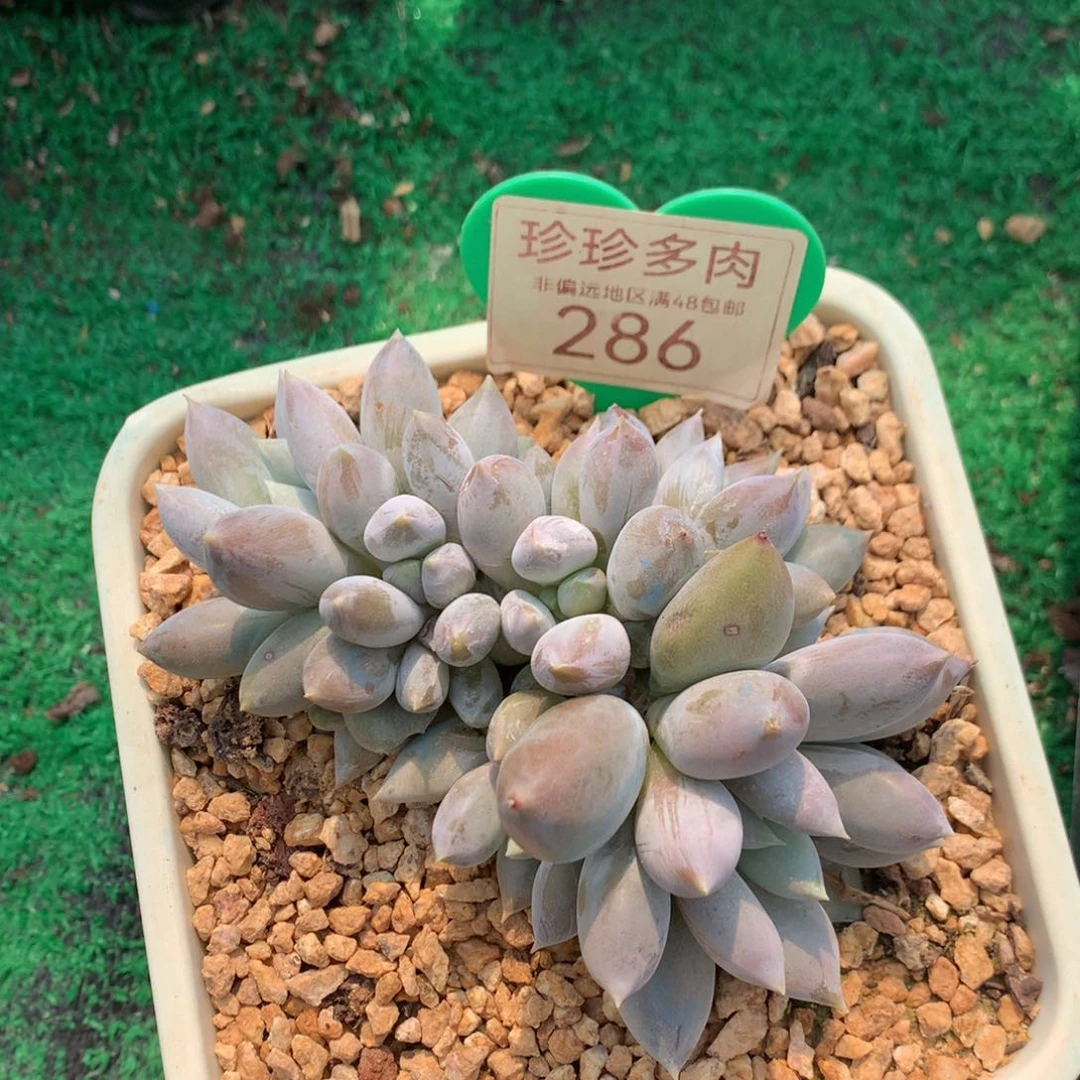 哥特萝莉朵朵缀286