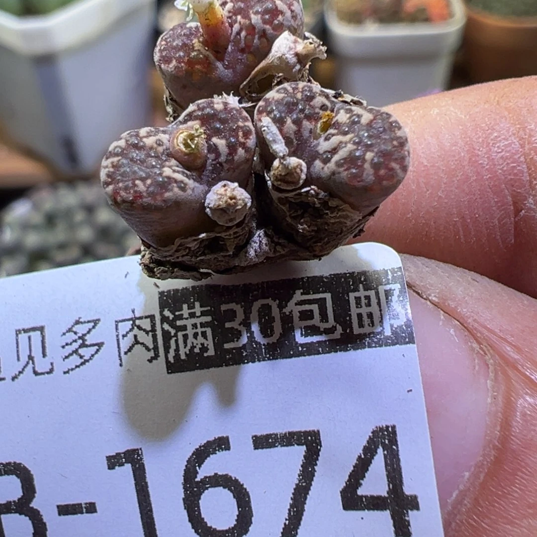 多肉植物11111111111