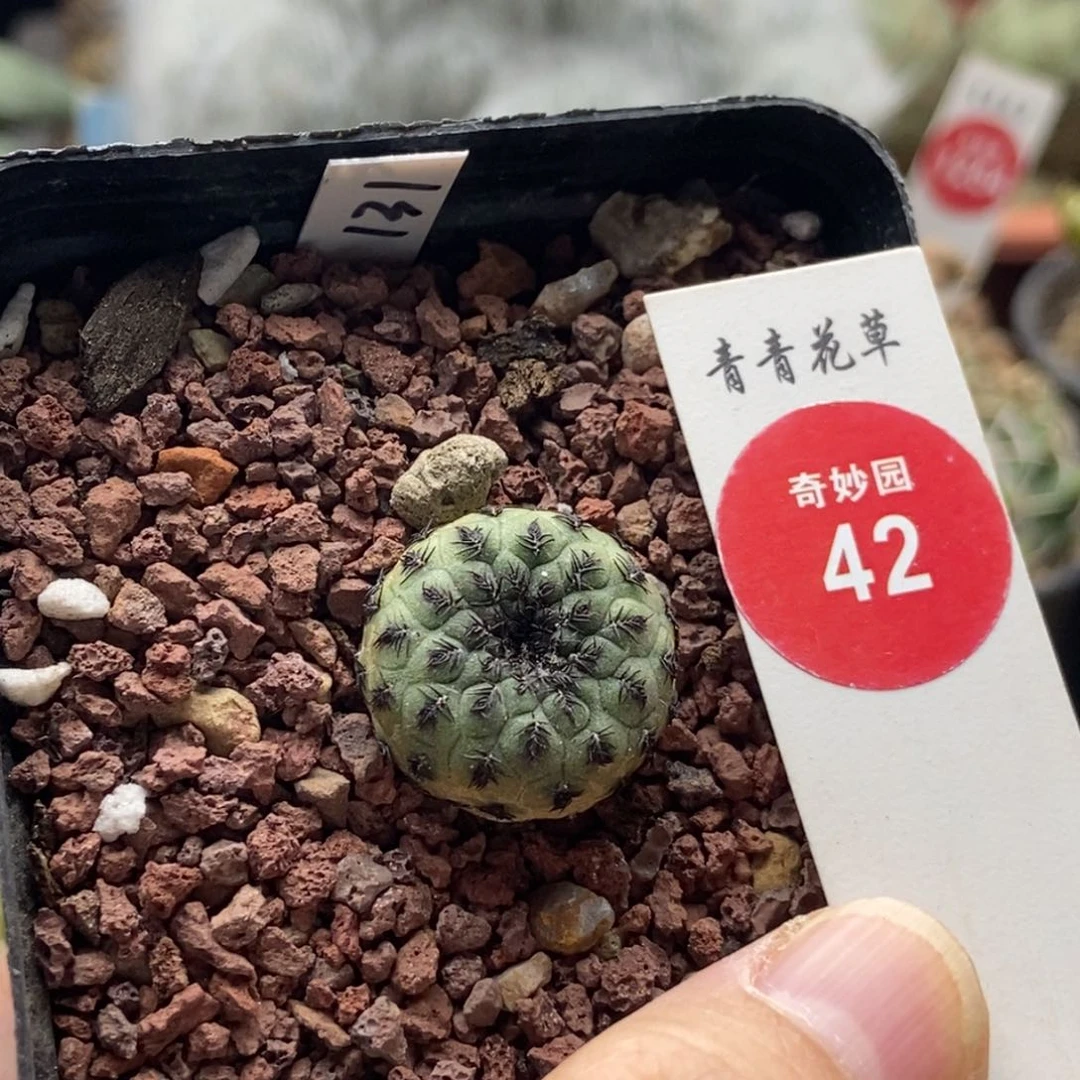 实生苹果绿丽丸2cm