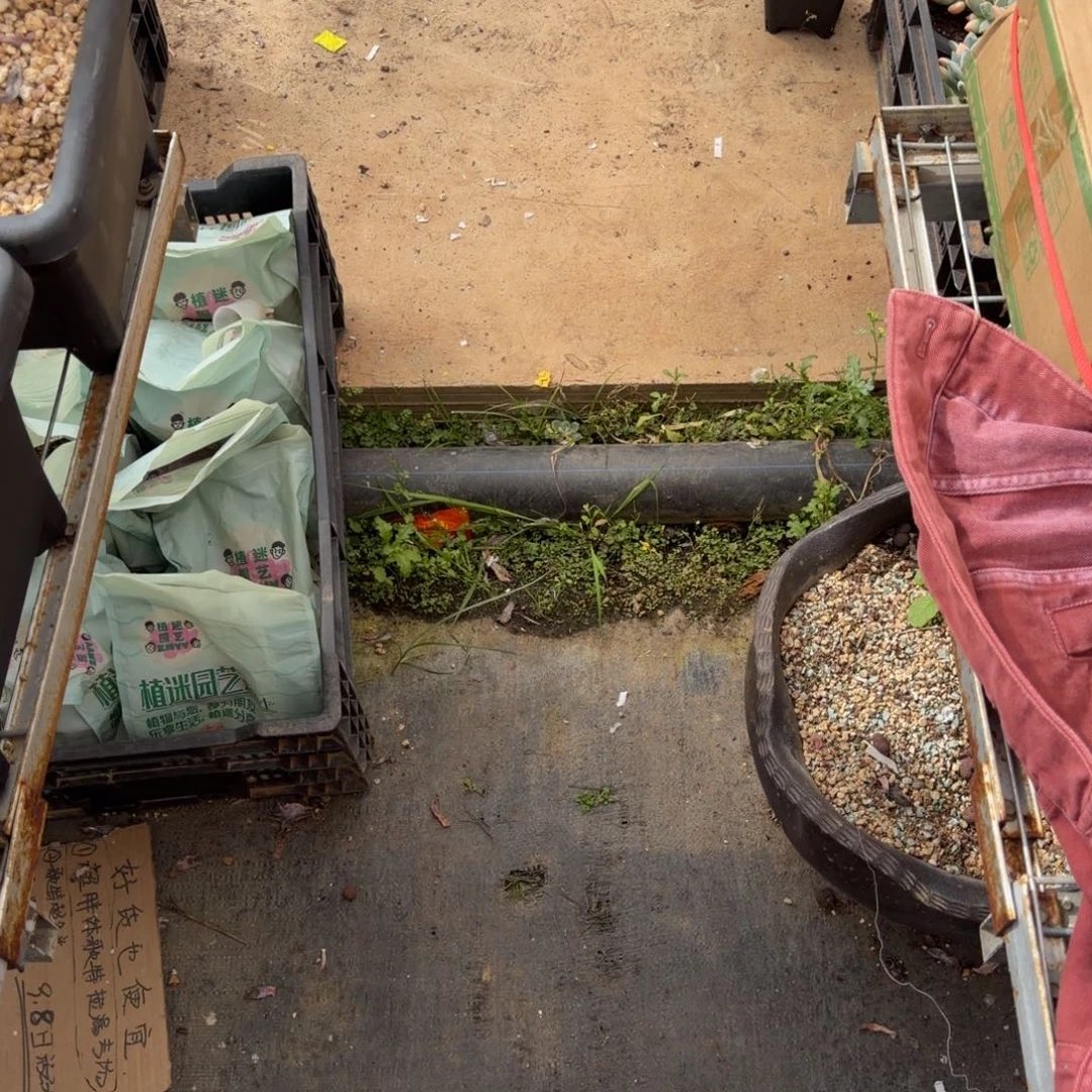 J***花组合链接4颗多肉➕颗粒土