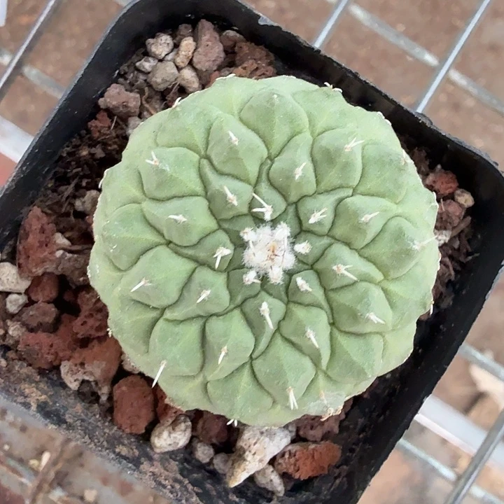 实生大菊水4仙人球