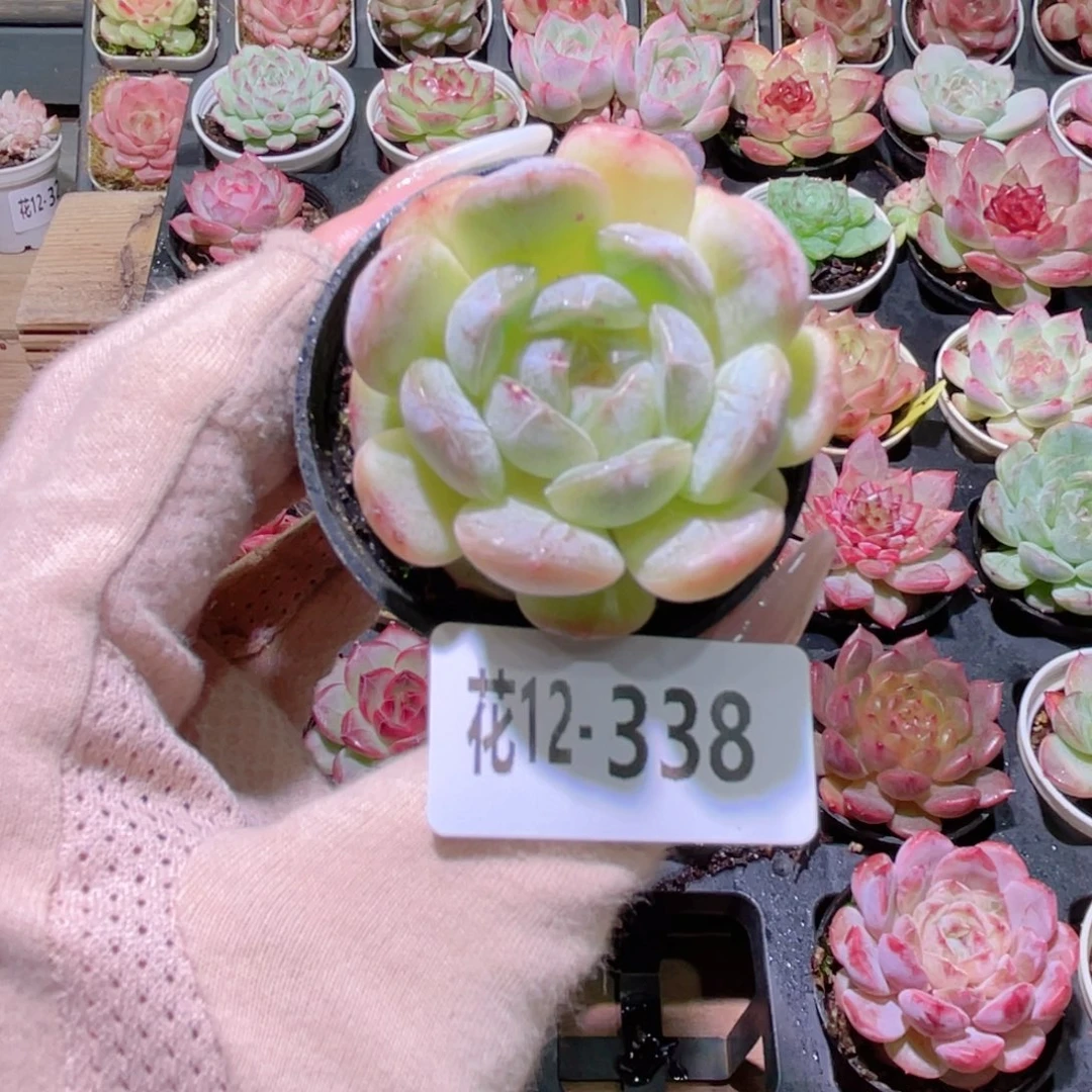 花利美12-338白色恋人