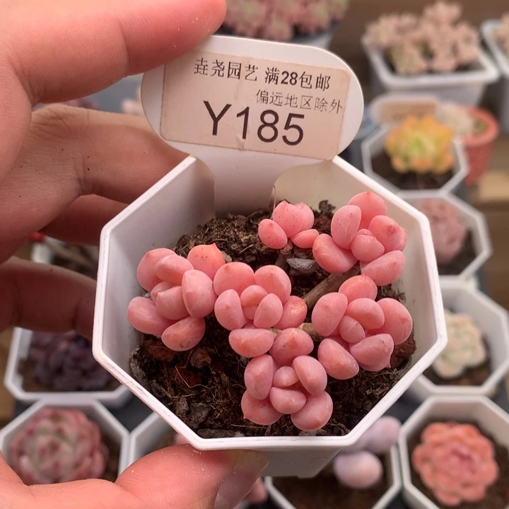 小***只0185粉桃花5.5厘米