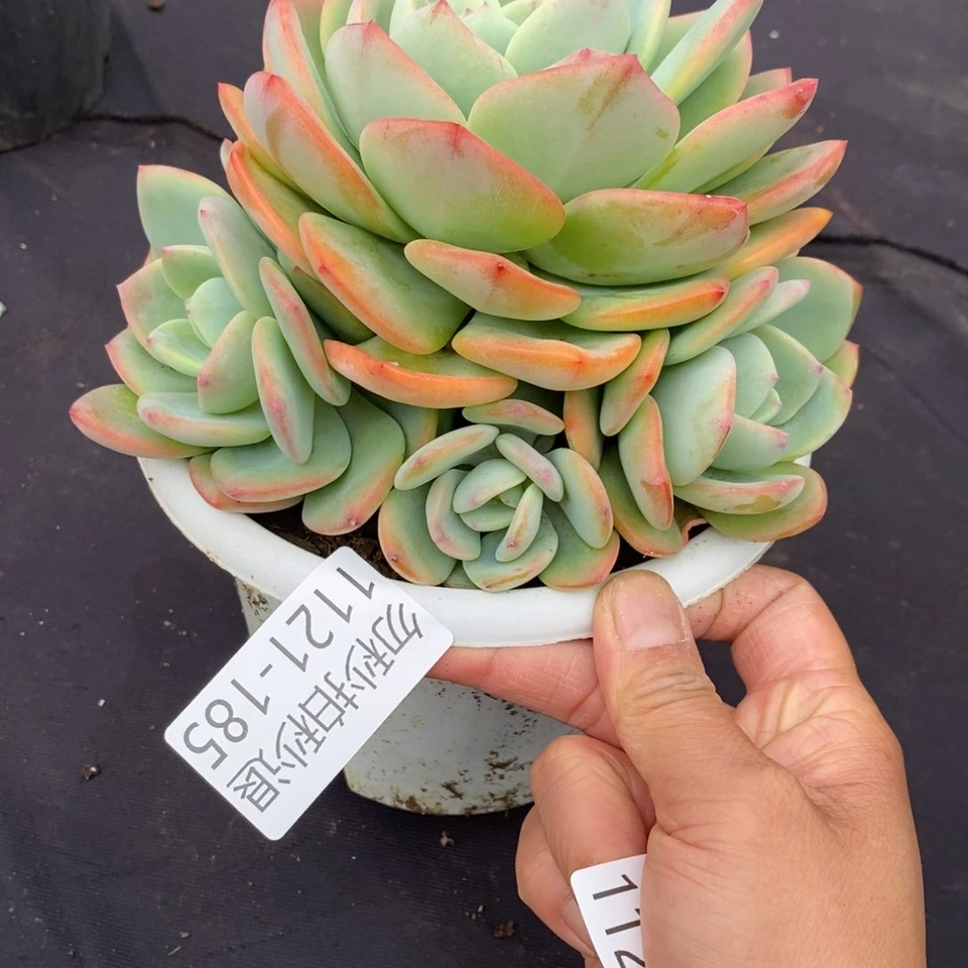 两单包邮1121-185白月光