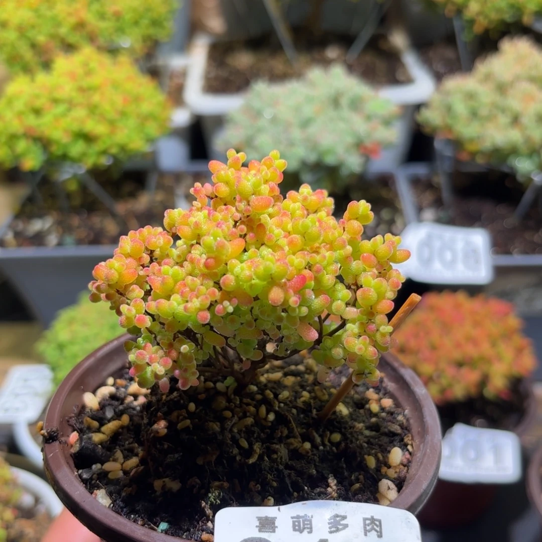 枝干番杏密橘糖球019