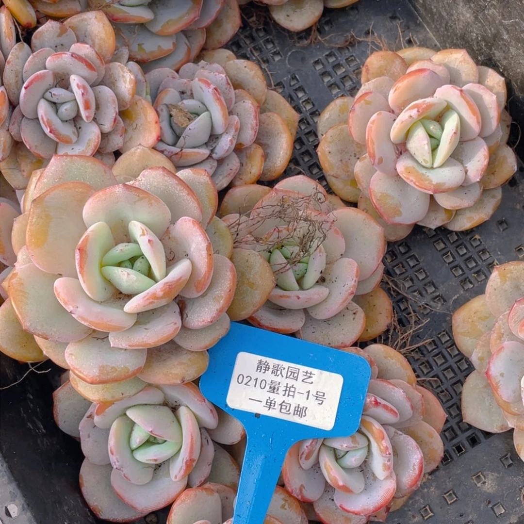 0210-1-韩版奶茶新年福利一颗