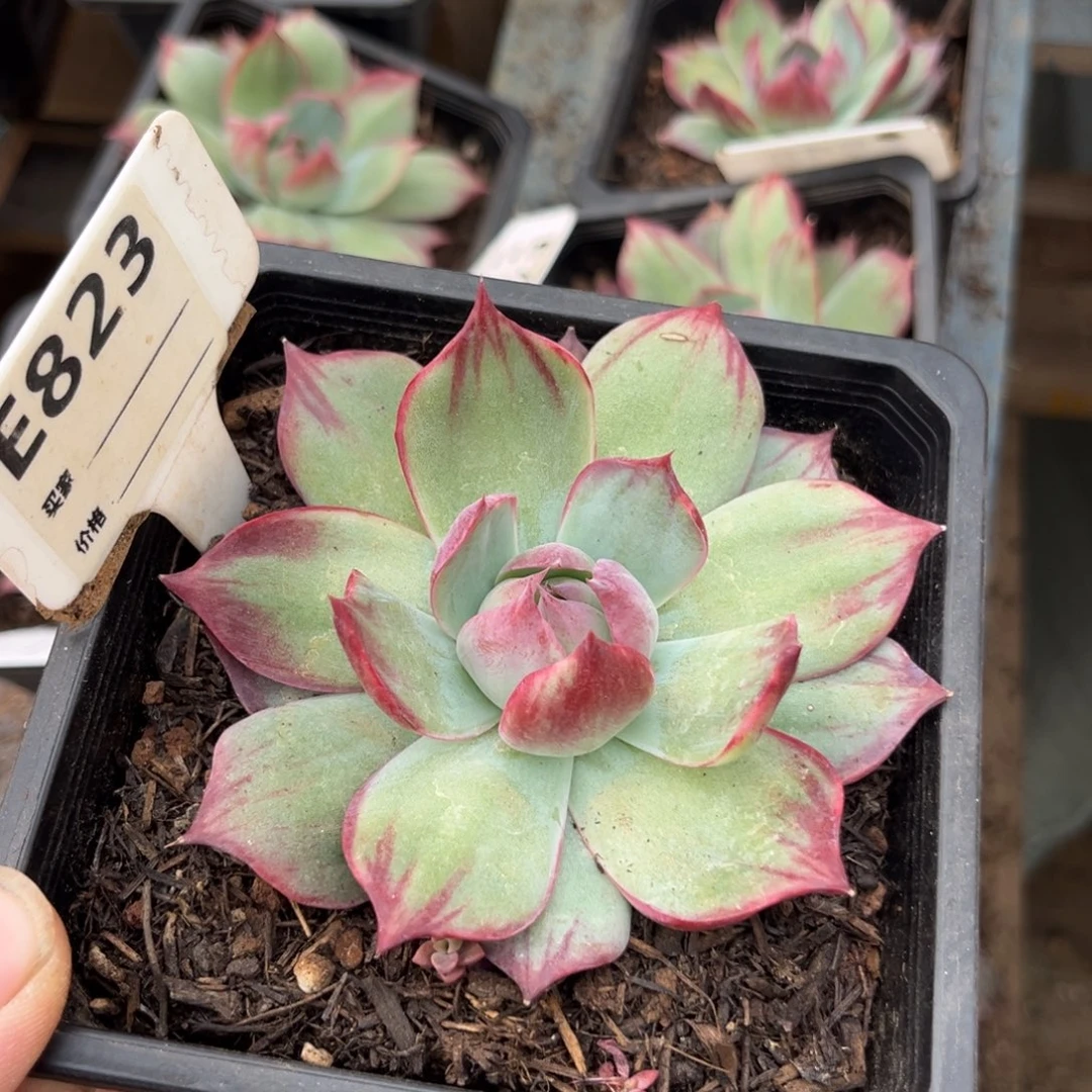 惊鸿仙子多肉植物823