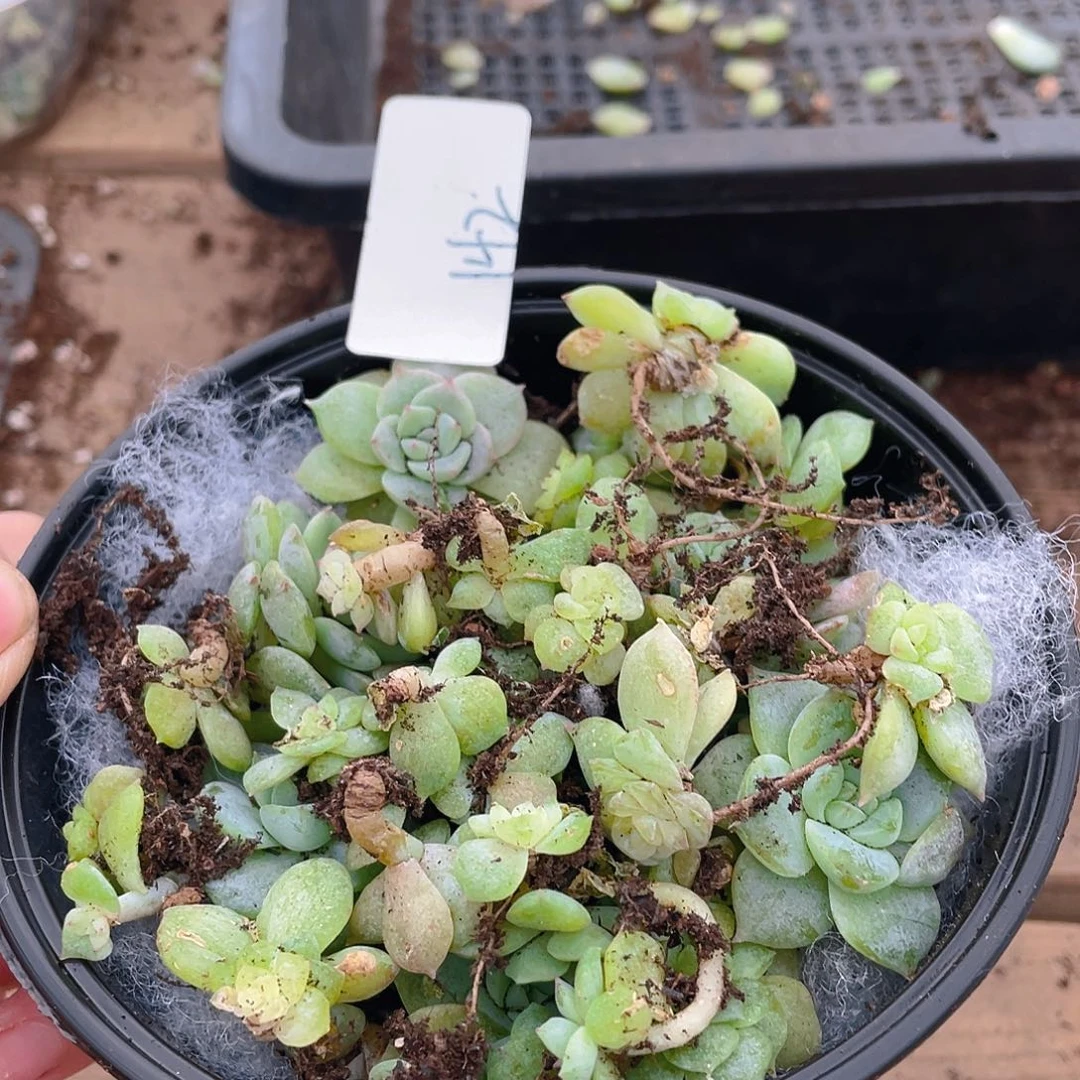 多肉植物多肉植物142