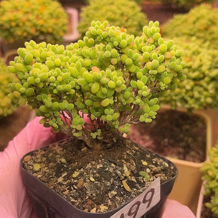 无花朵499蜜桔糖球