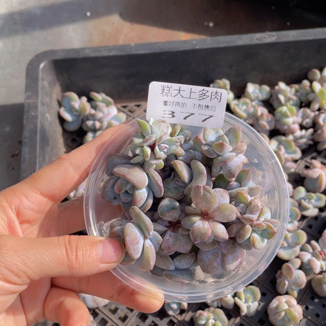 糕大上多肉植物377