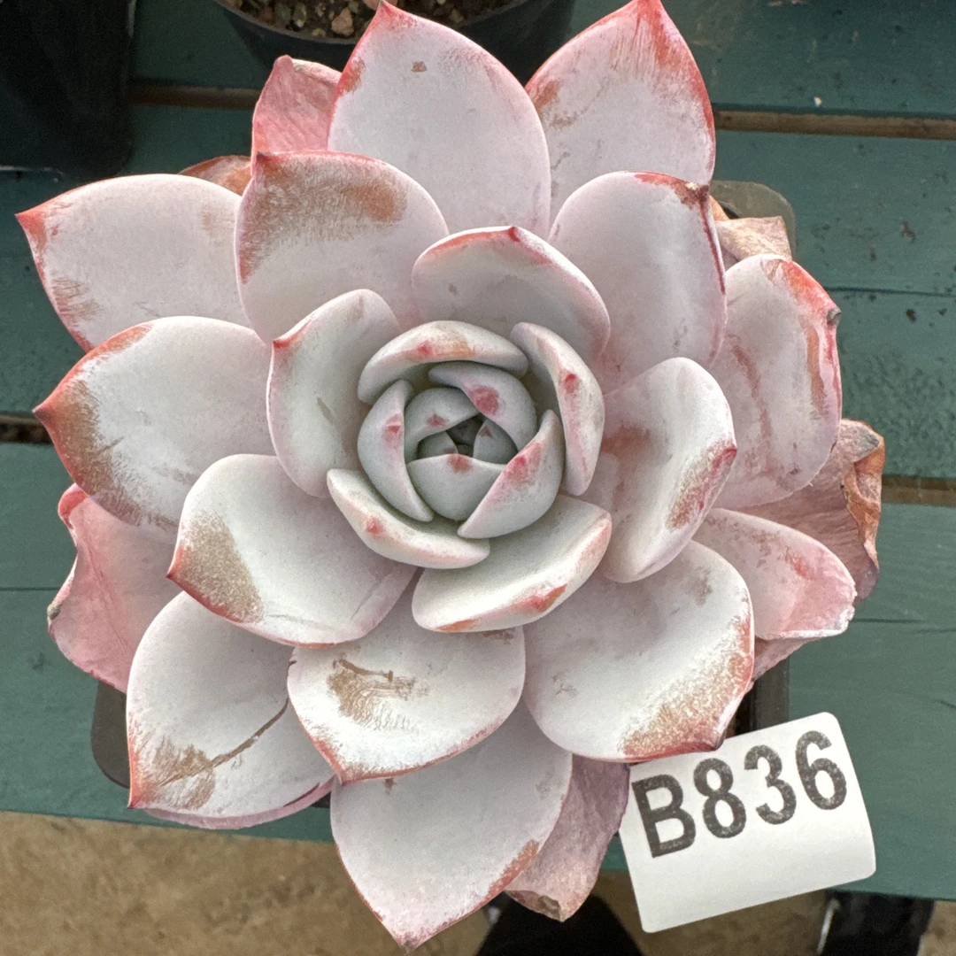 B836，多肉植物白莲