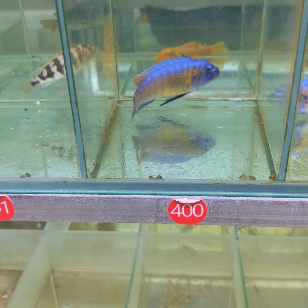 海水改400-341三湖慈鲷
