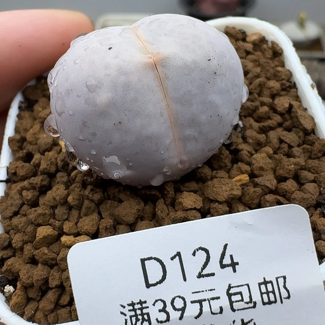 124多肉哈哈哈哈哈哈哈