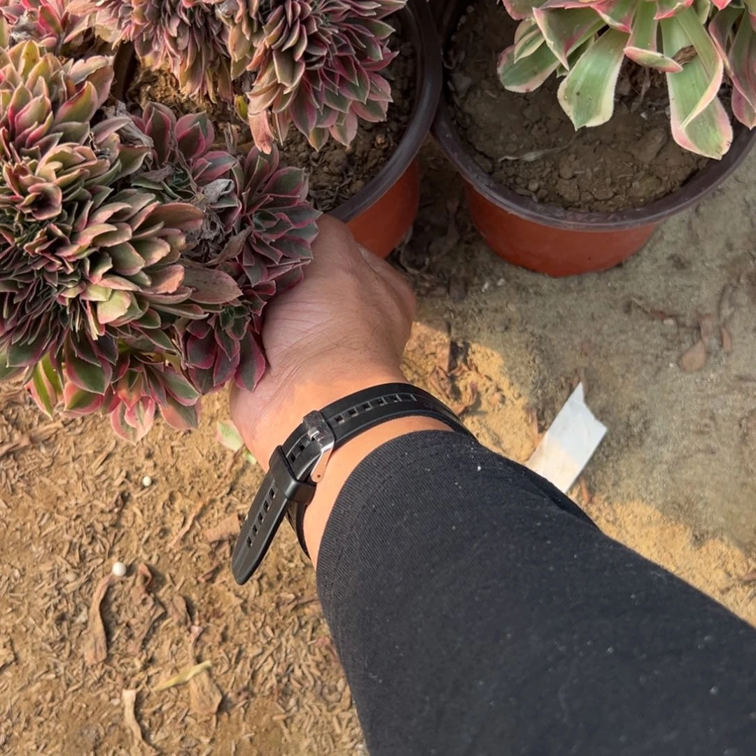 孔***姐625两颗组合多肉植物