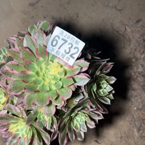 海王多肉植物法师6732