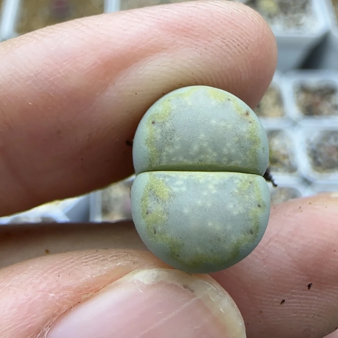867二蜕饼干清框福利30包邮