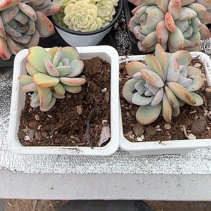 青蛙王子儿童牙膏111