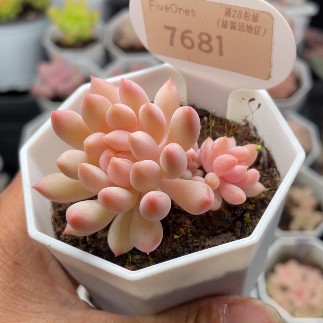 明珠7681-5.0厘米