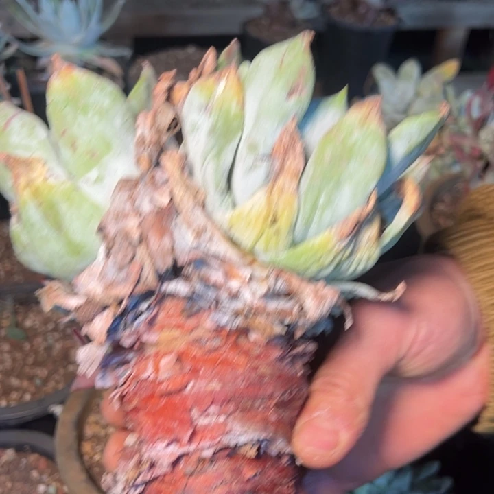 农***人1852哈哈哈哈哈哈哈