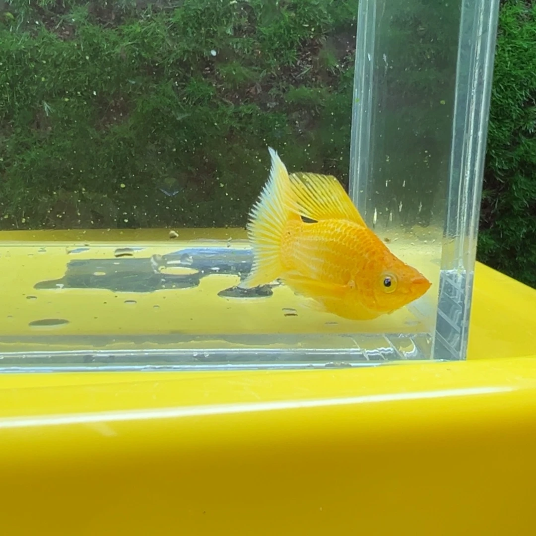 黑玛丽鱼黄金公鱼一条