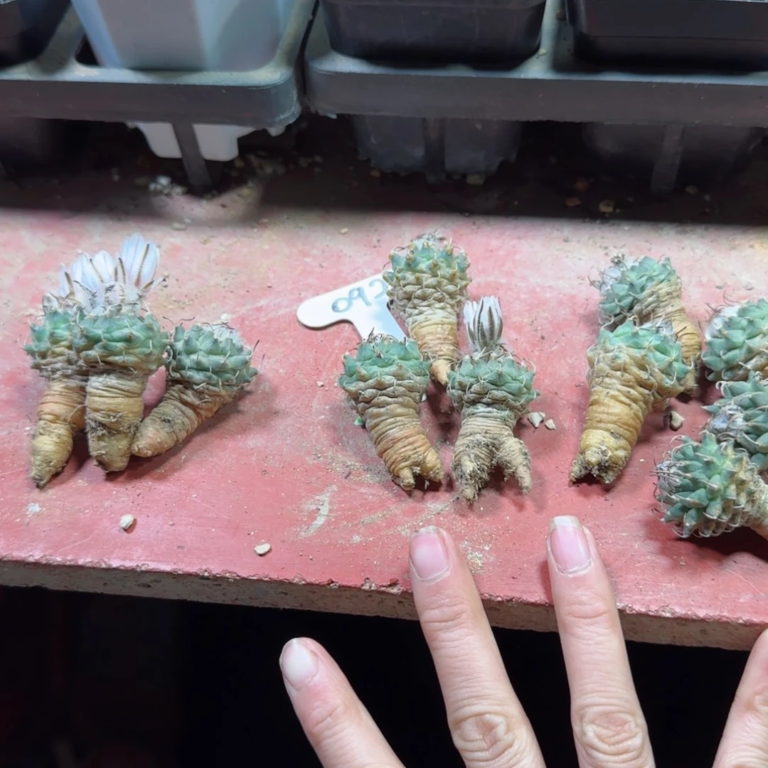 文*92实生安德森多肉12个送一个