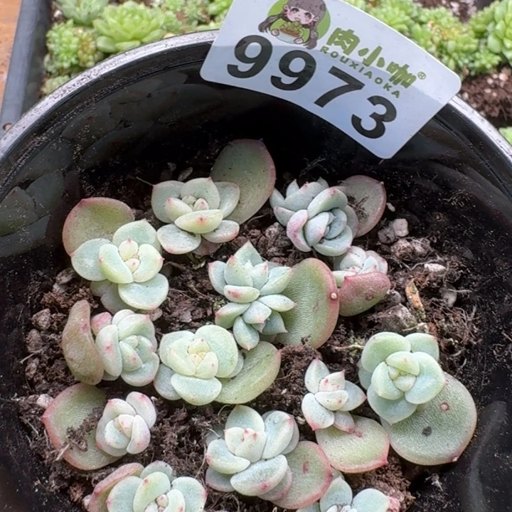 当前无花朵，栽培后可花朵微**雨多肉植物多肉植物