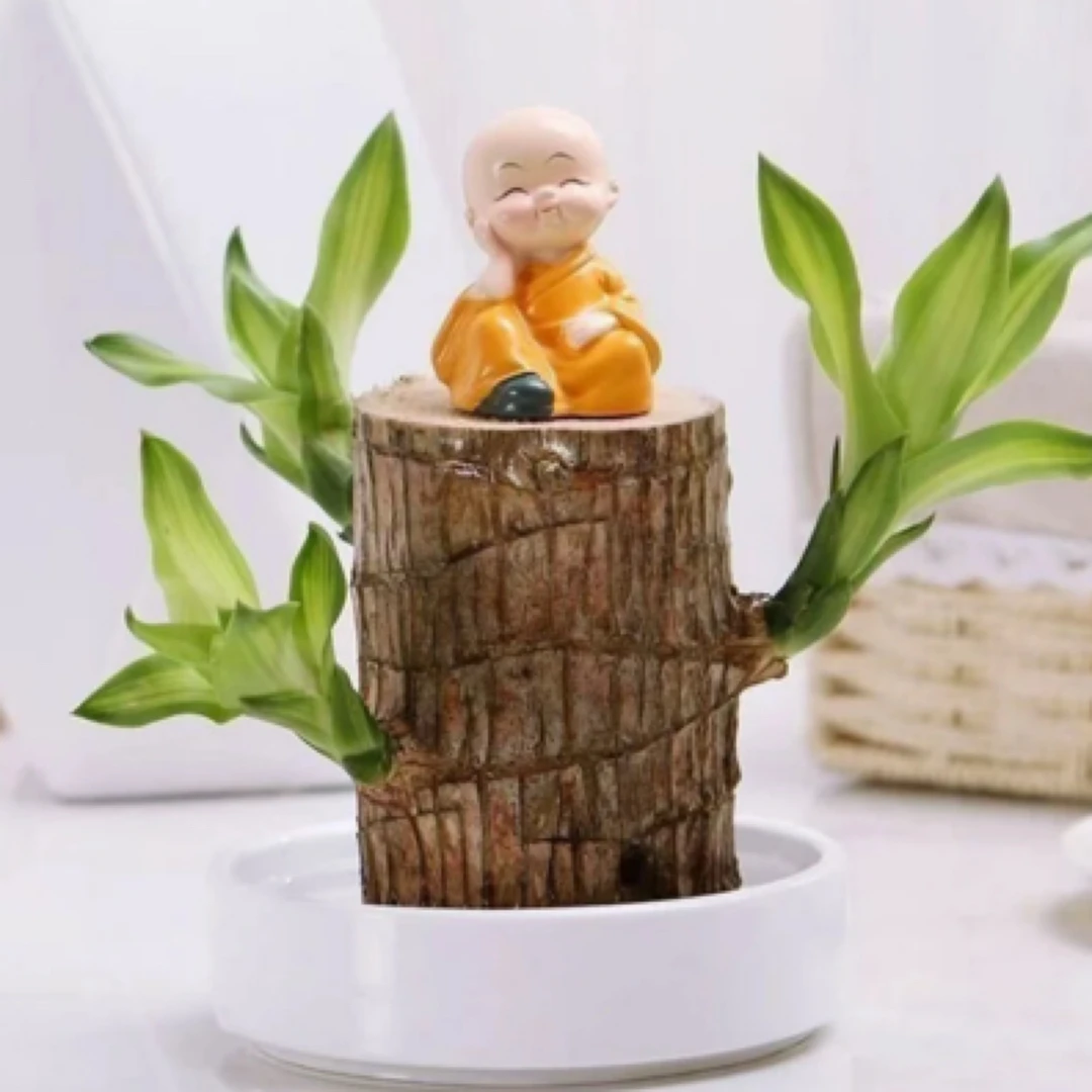 2巴西木水培幸运木可开花净化空气室内绿植盆栽