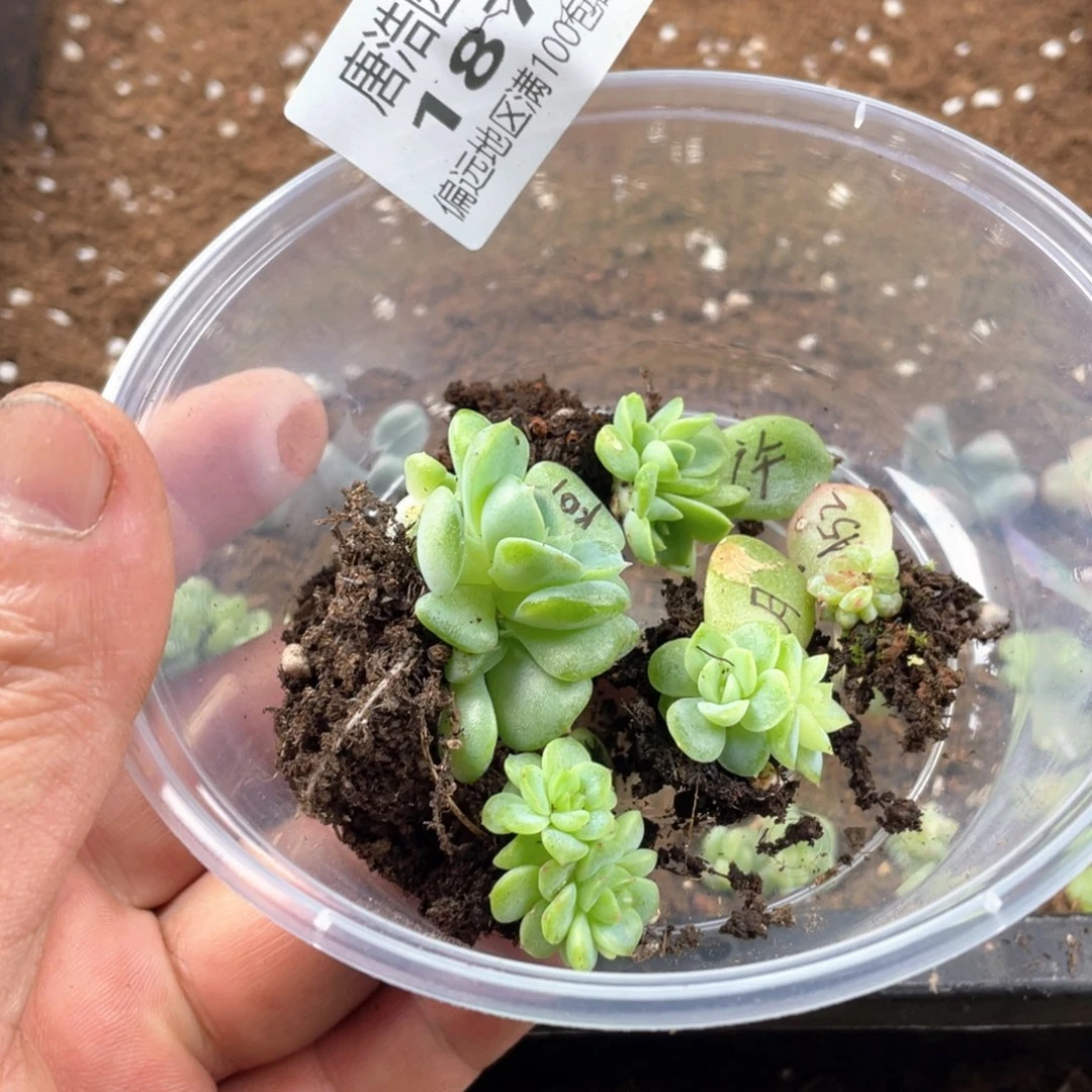 不***子珍妮混一物一拍187