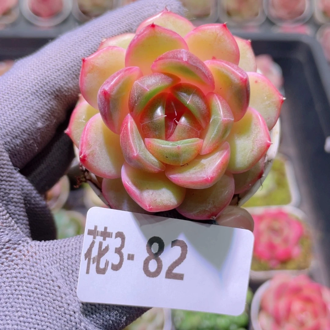 花利美 3-82福利珍妮