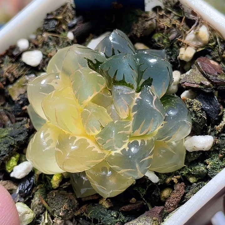 782糊斑水中虐锦特选福利