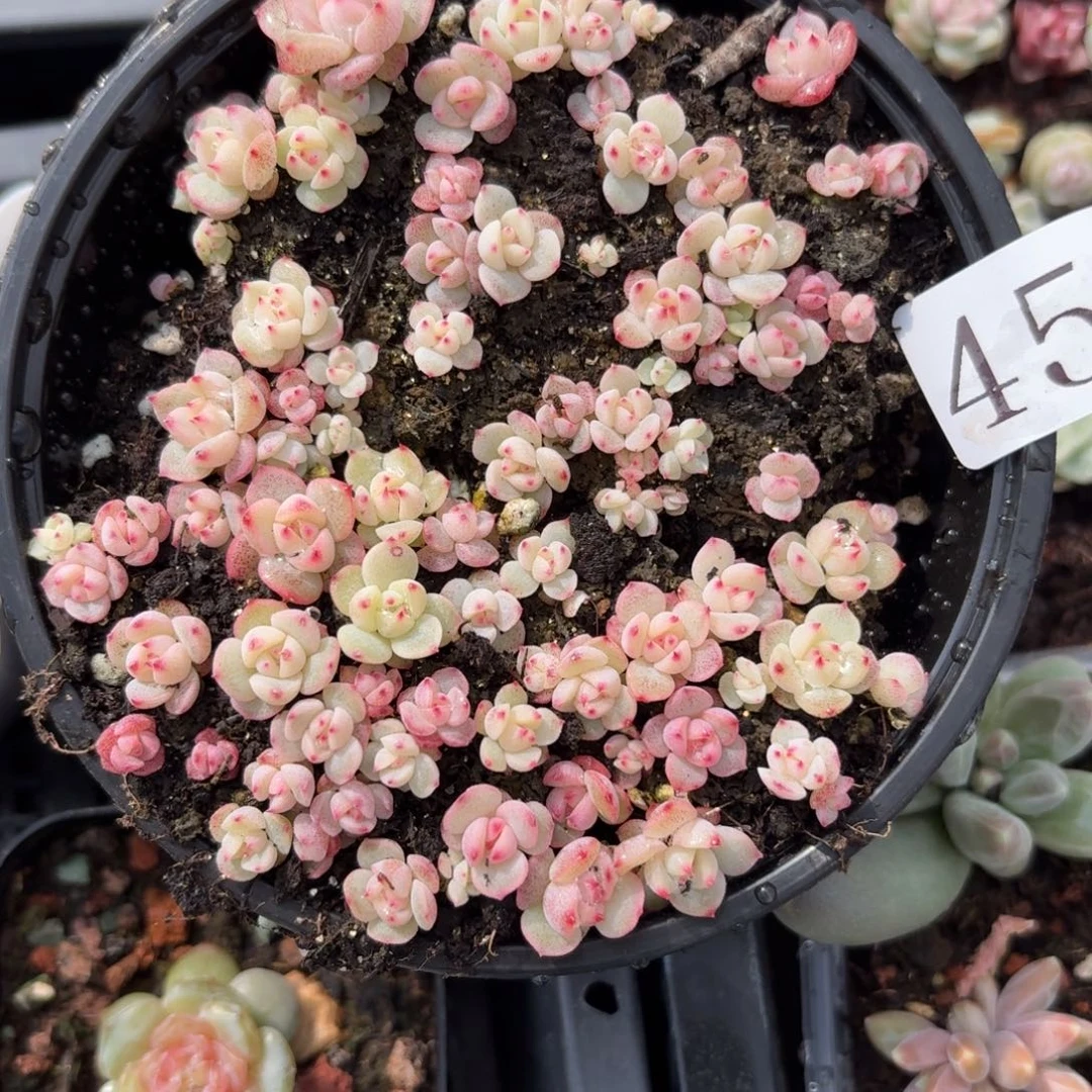 多肉植物多肉植物457