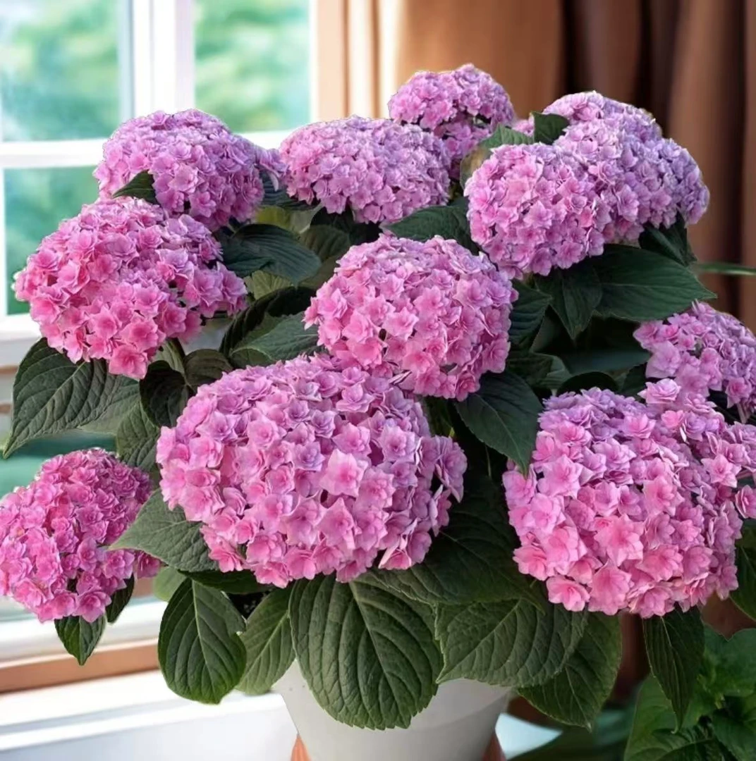 【太阳神殿】爆款 重瓣 绣球盆栽