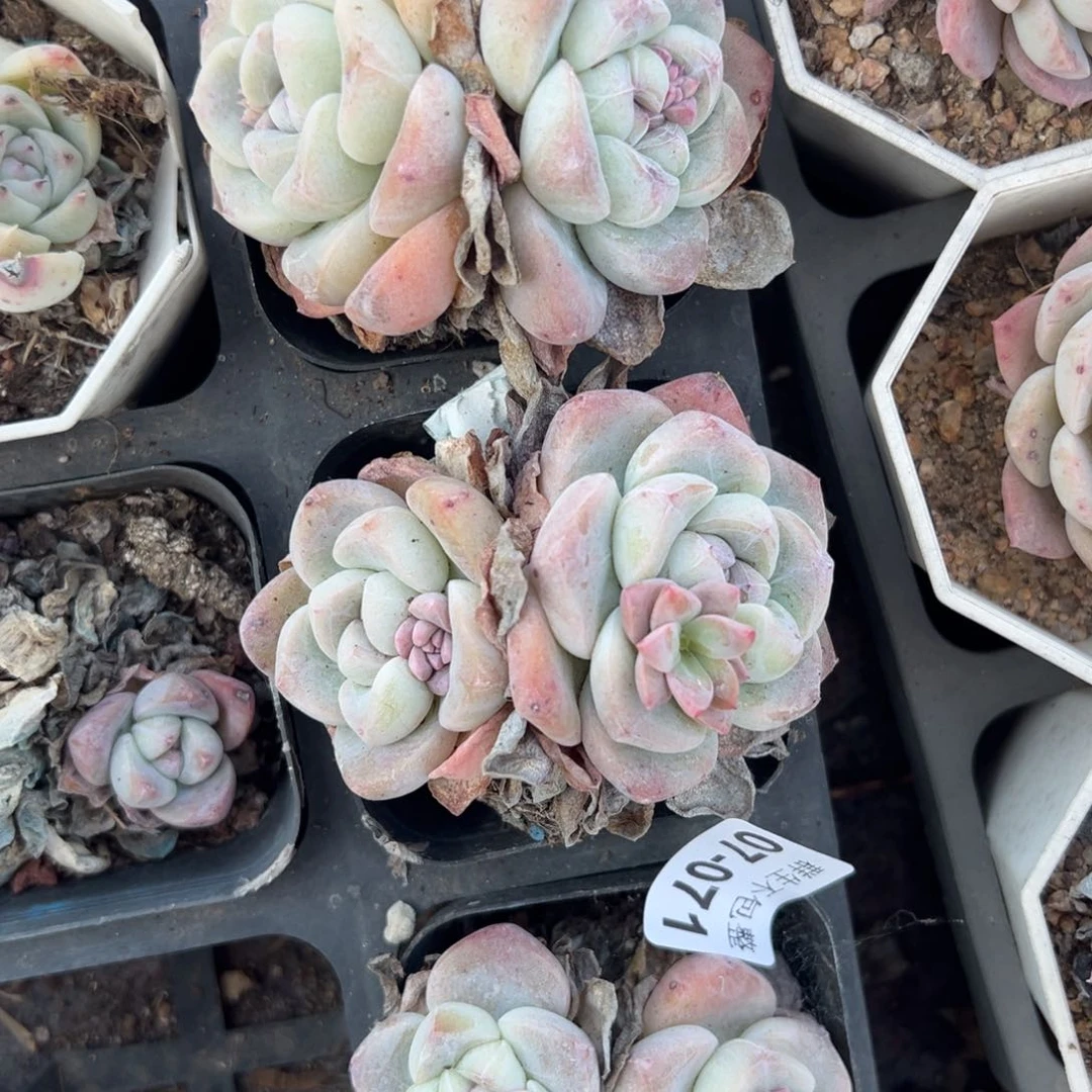 小卡拉米糖心一物一拍7-71