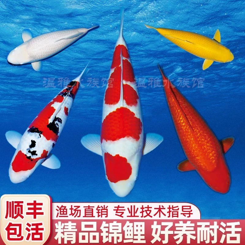 2号纯种锦鲤鱼活鱼观赏鱼纯种鱼大型红白冷水淡水好养耐活锦鲤